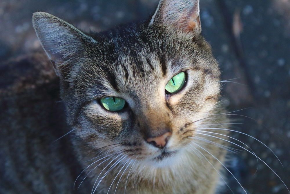 Тигровая кошечка ждет своего хозяина