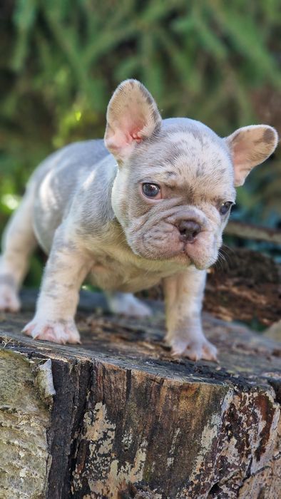 В редком окрасе мальчик