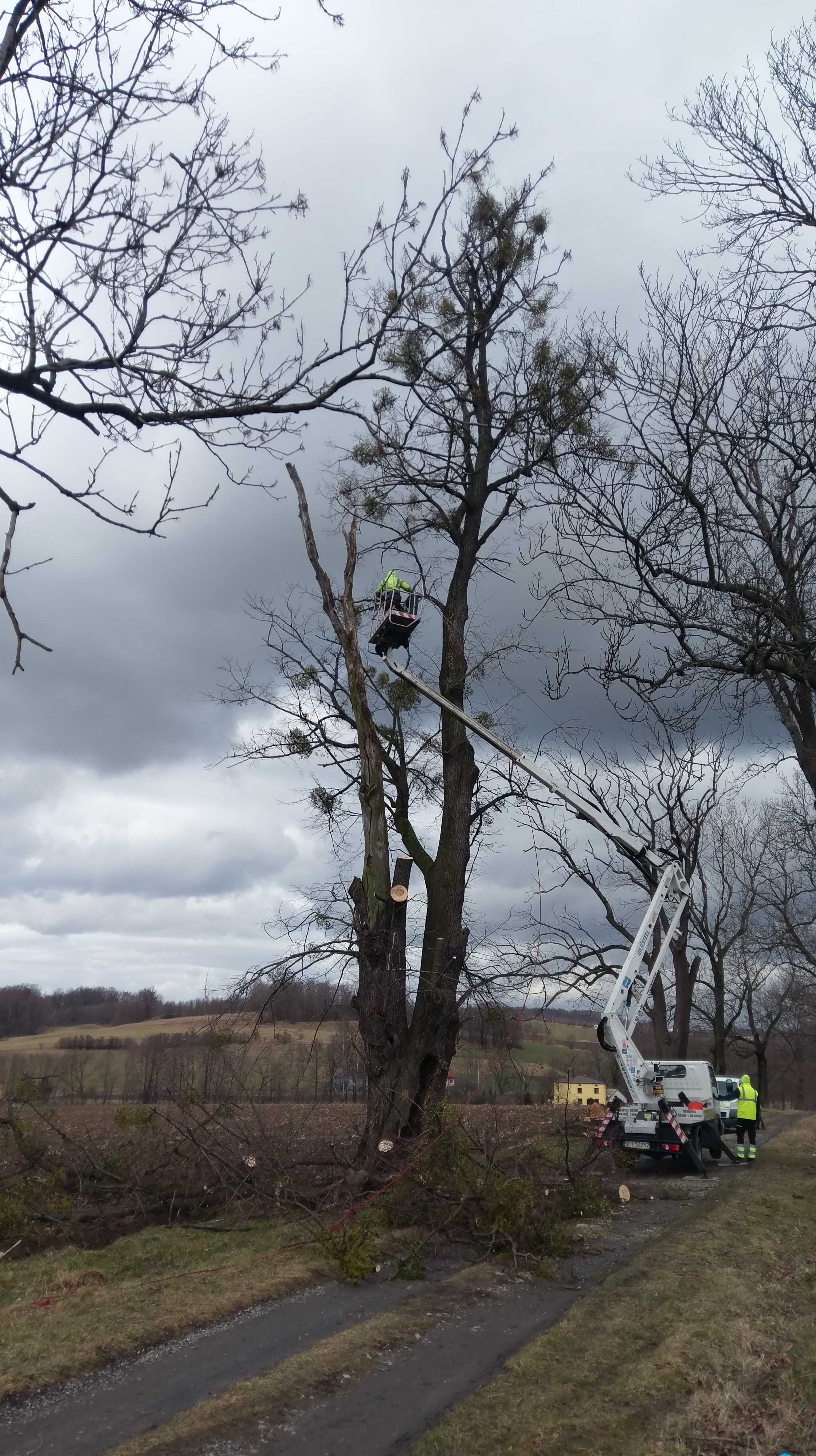 wycinka, pielęgnacja DRZEW oraz ZIELENI | arborystyka woj. śląskie