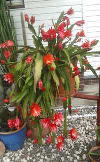 Kaktus epifilum grubosz kliwia Rośliny domowe
