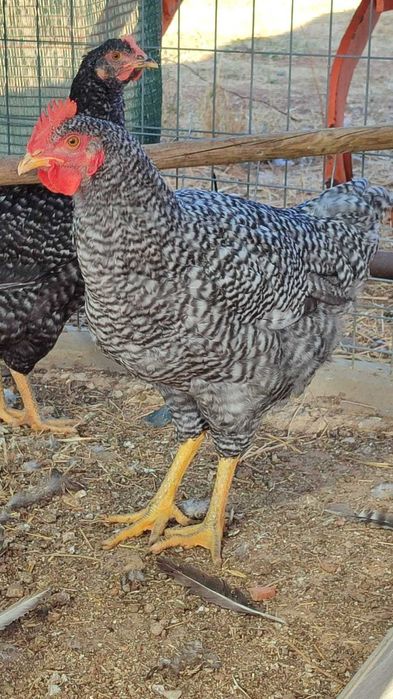 Galo Pedrês Portuguesa