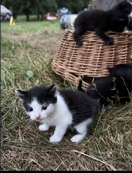 3kotki do adopcji