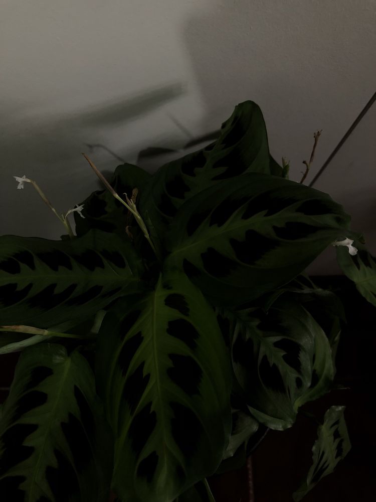 Planta de interior - Maranta