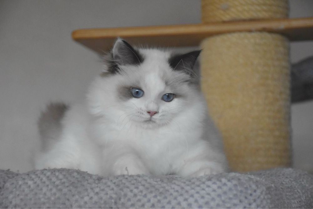 Ragdoll kotka Wiwi z rodowodem FIFe - Seal Bicolor