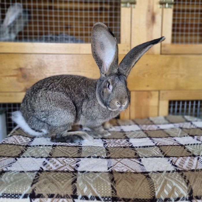 Belgijski Olbrzym Szary