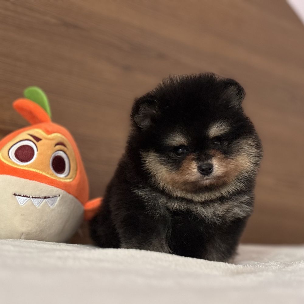 шикарний Хлопчик тип ведмедика.