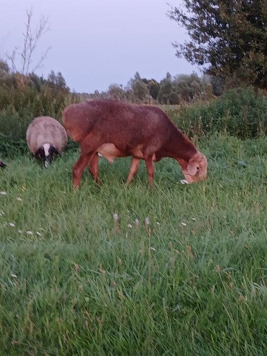 Баран гісарський кордючний