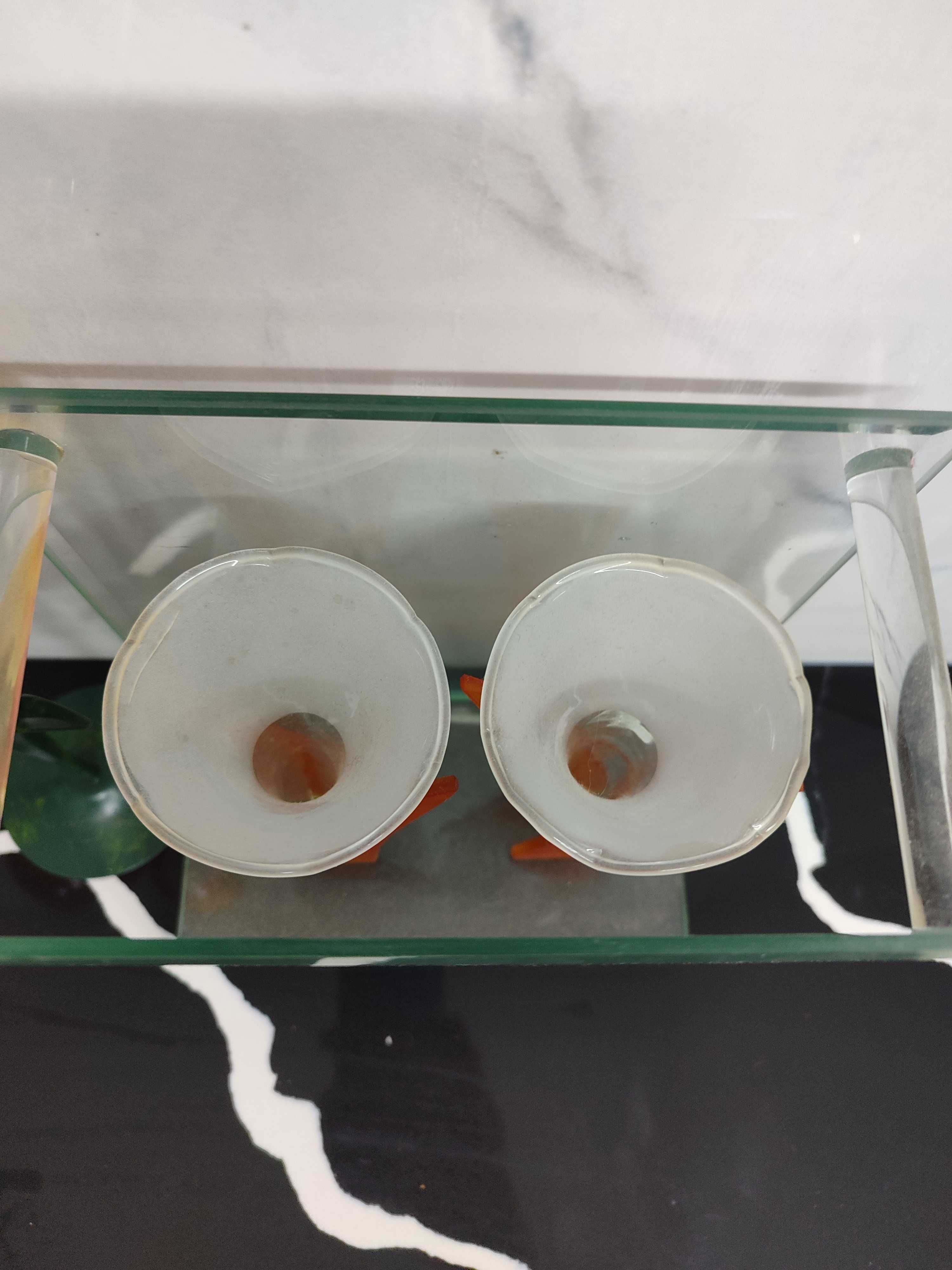 4 porta velas em metal e vidro de tulipas