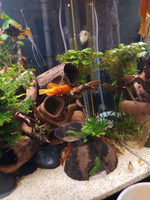 Glonojad super Red ancistrusy zbrojniki zbrojaski