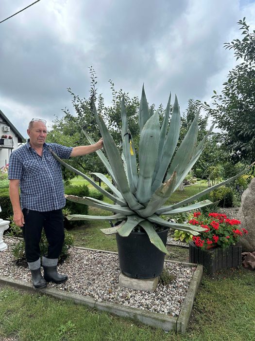 Sprzedam  25 letnią Agawę