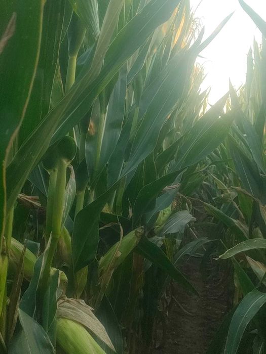 Kukurydza na  pniu na kiszonkę