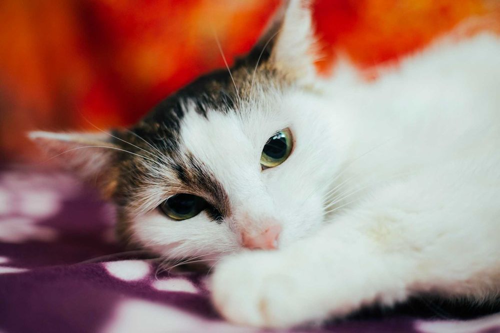 Urinka -Kotka szuka domu *