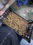 Бойли tiger gold + corn 16-18мм