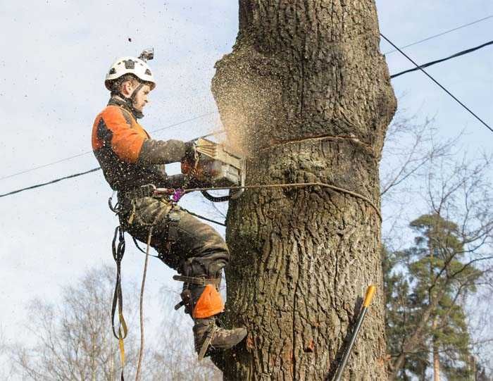 Wycinka, podcinka, pielęgnacja drzew