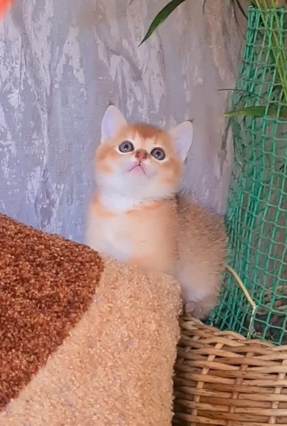 Шотландский малыш золотая шиншилла