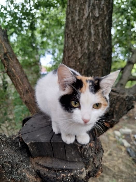 Кошеня дівчинка 2,5 місяці