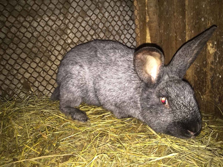 Кролики породи полтавське серебро, белий панон, калифорния.