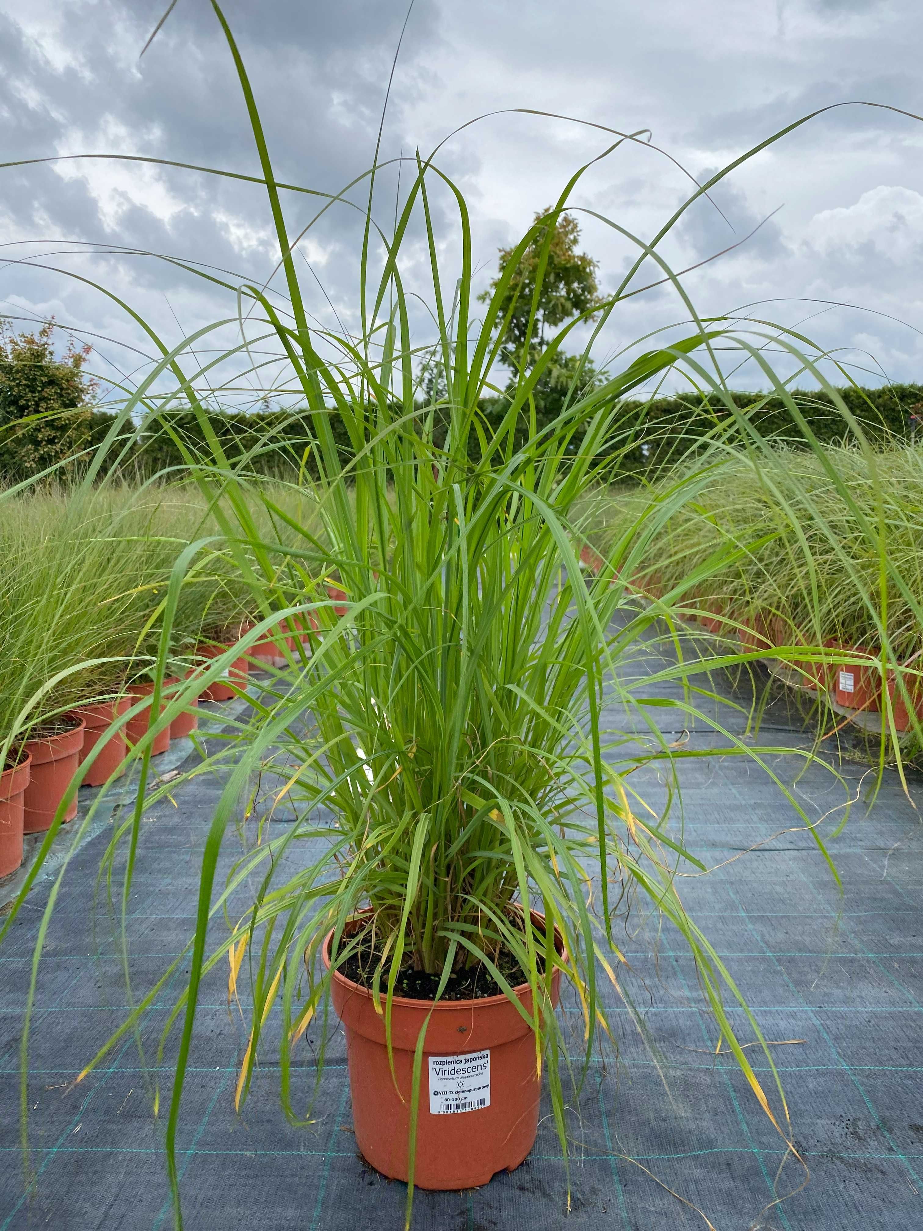 Rozplenica japońska VIRIDESCENS 7,5L Ogromna sadzonka