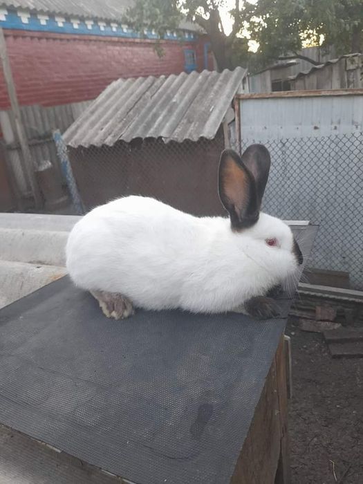 Продам кроликів Каліфорнії