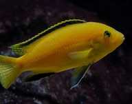 Caruleus yellow casal reprodutor