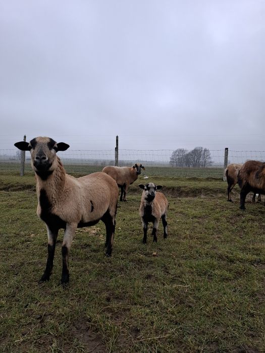 Owieczka owce kameruńskie