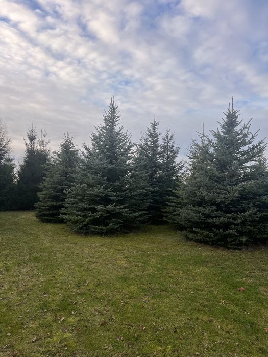 Świerk srebrny na Święta  choinka 5 m