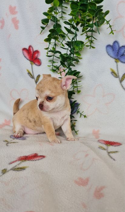 Excelente menina mini chihuahua/chiuaua linhagem Russa.Qualid