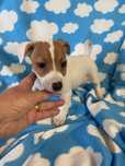Jack russel terrier
