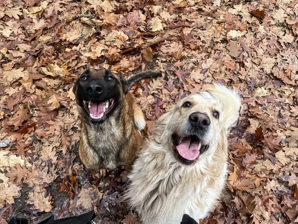 HIRO - młody Golden retriever szuka odpowiedzialnego domu