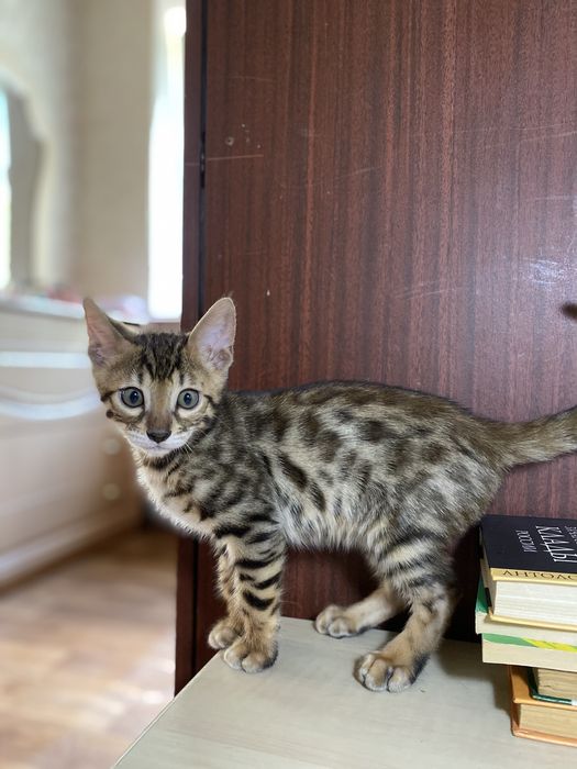 Элитные бенгальские котята — маленькие леопарды в ваш дом!