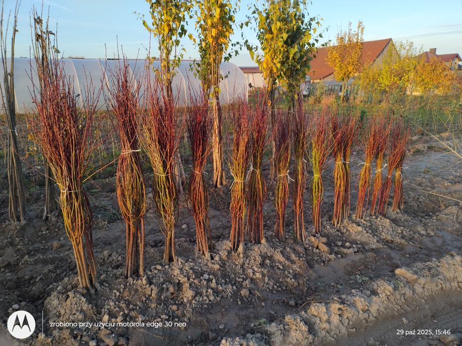 Brzoskwinia rakoniewiecka