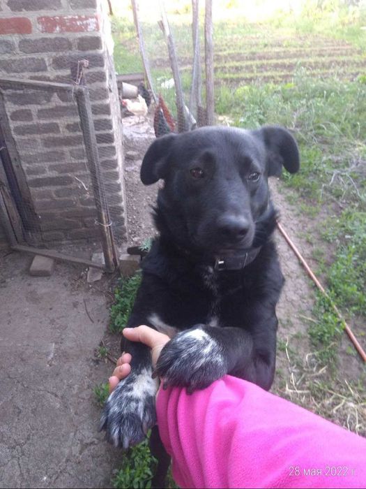 Пропала собака, кличка Дин