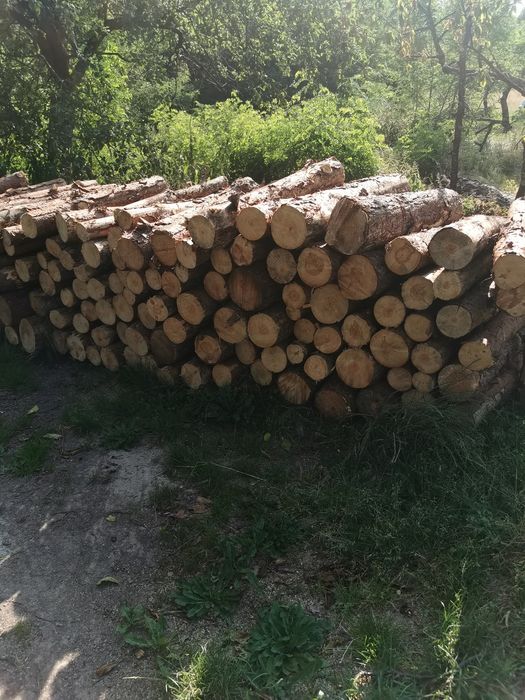 Drewno opałowe sosnowe oraz osikowe. .