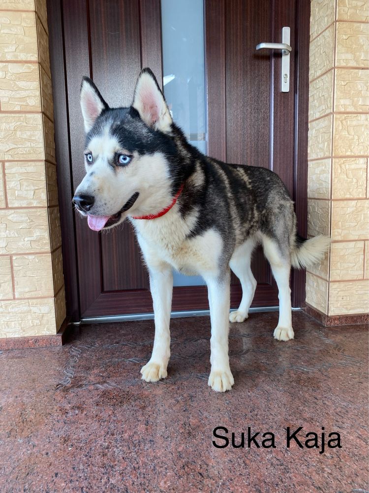 Husky Syberyjski
