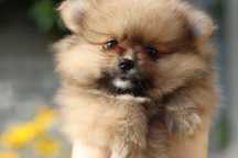 Szpic miniaturowy/Pomeranian - dziewczynka