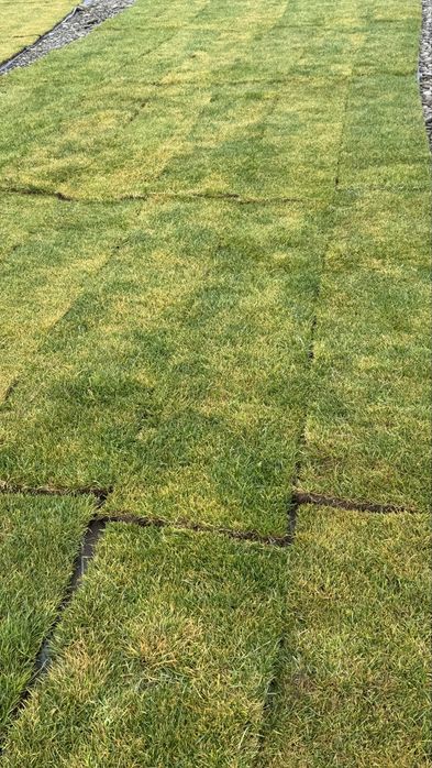 Газон рулонний, ідеальний доя швидкого озеленення