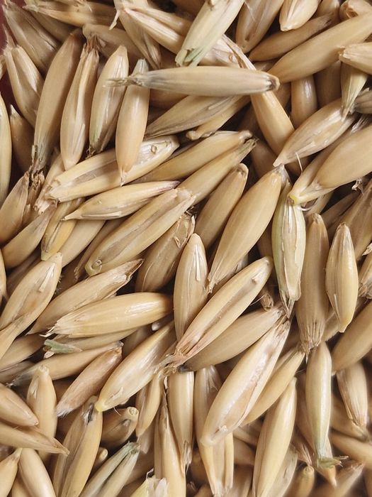 Owies ozimy KWS Snowbrid na opał  dla koni,kòz,kròlikòw itp.