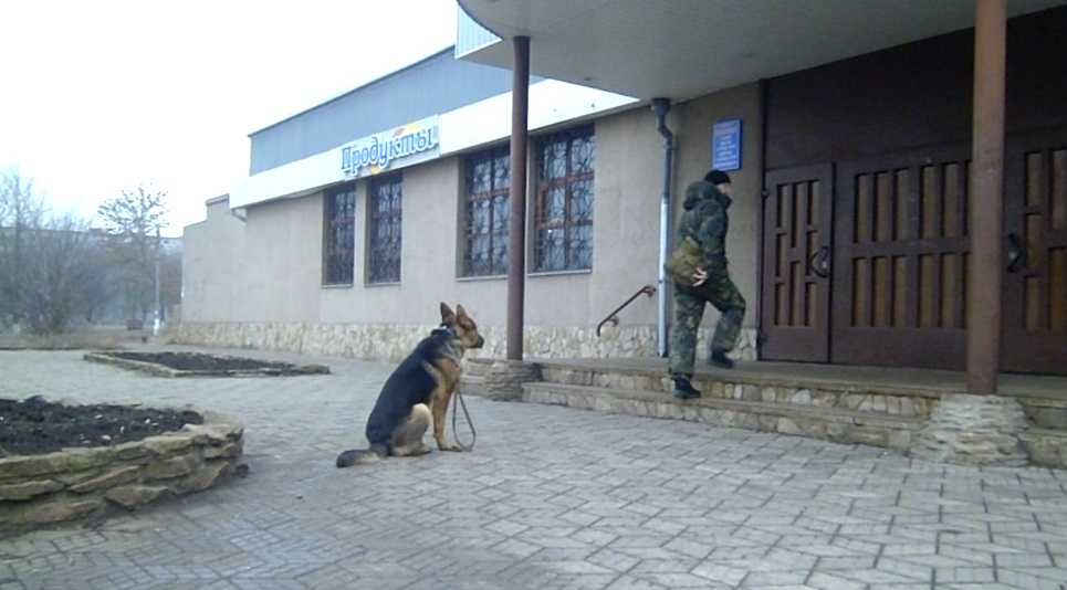 Індивідуальні заняття  з Дресирування собак.