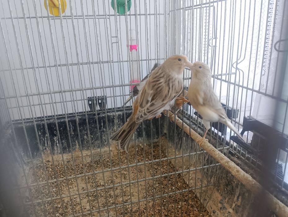 Kanarki samice 2025 r. - agaty