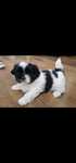 Urocze Shih tzu.