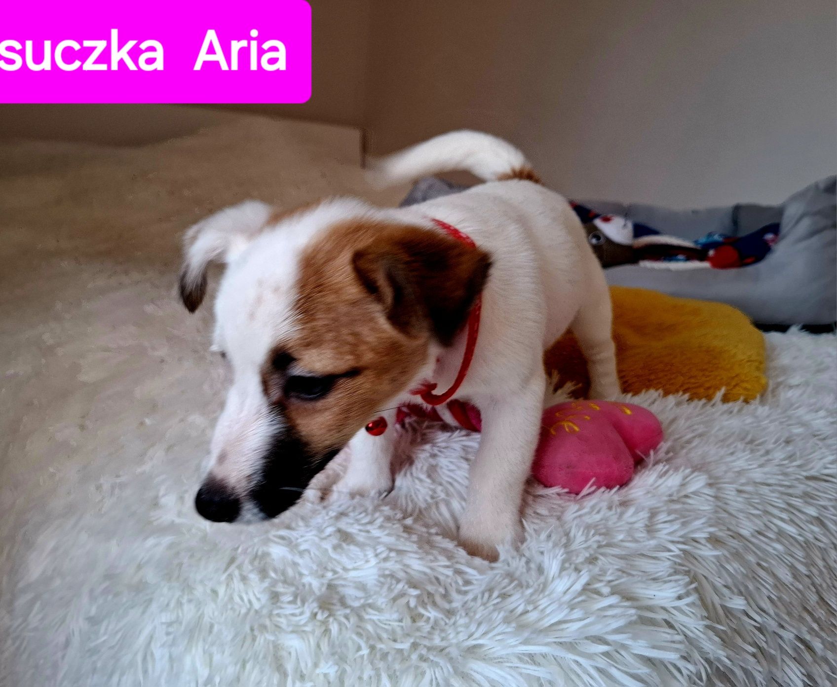 Słodka Aria !!! JRT już do odbioru RODZICE WHODOWLI