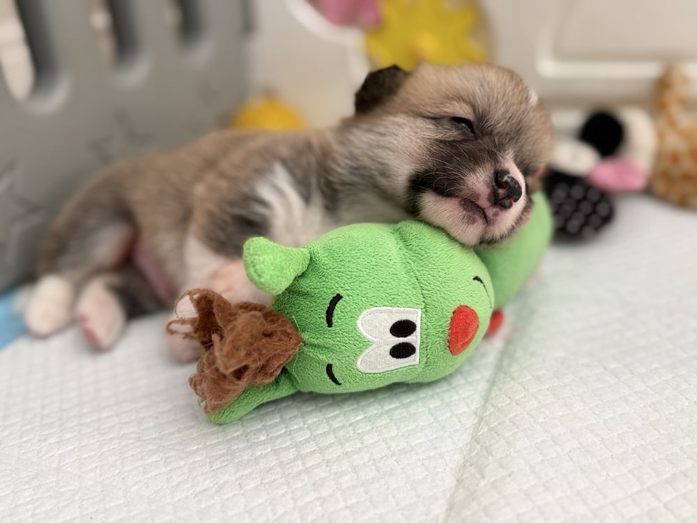 Sprzedam Corgi Pembroke Zkwp/FCI piesek