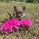 Chihuahua samiec choco czekoladowy