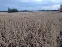 Owies ze zbiorów 2023 suchy czysty gruby pszenica