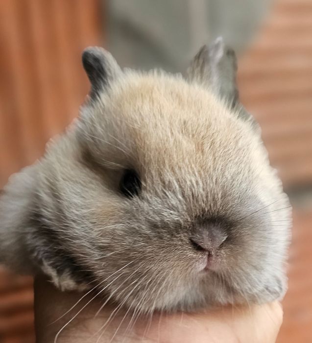Coelho anao mini lion, mini holandes e mini lop