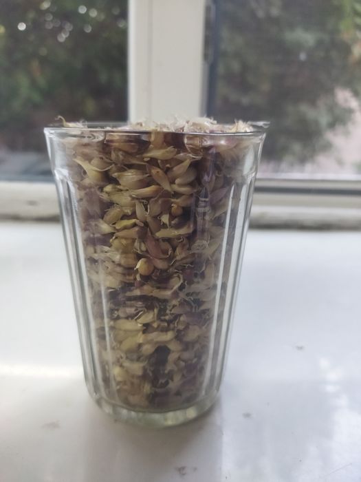 Семена зимнего чеснока Любаша