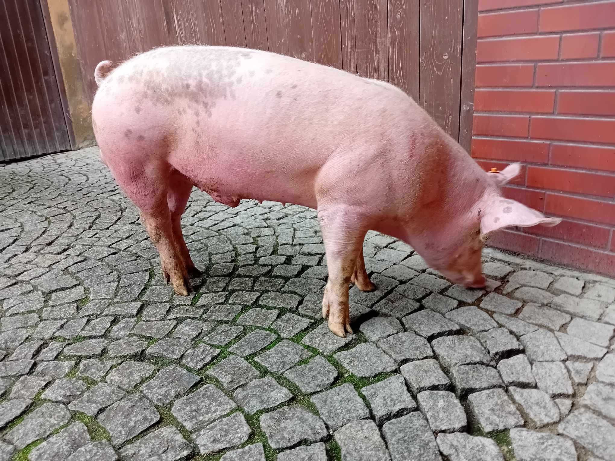 Knur knurek młody
