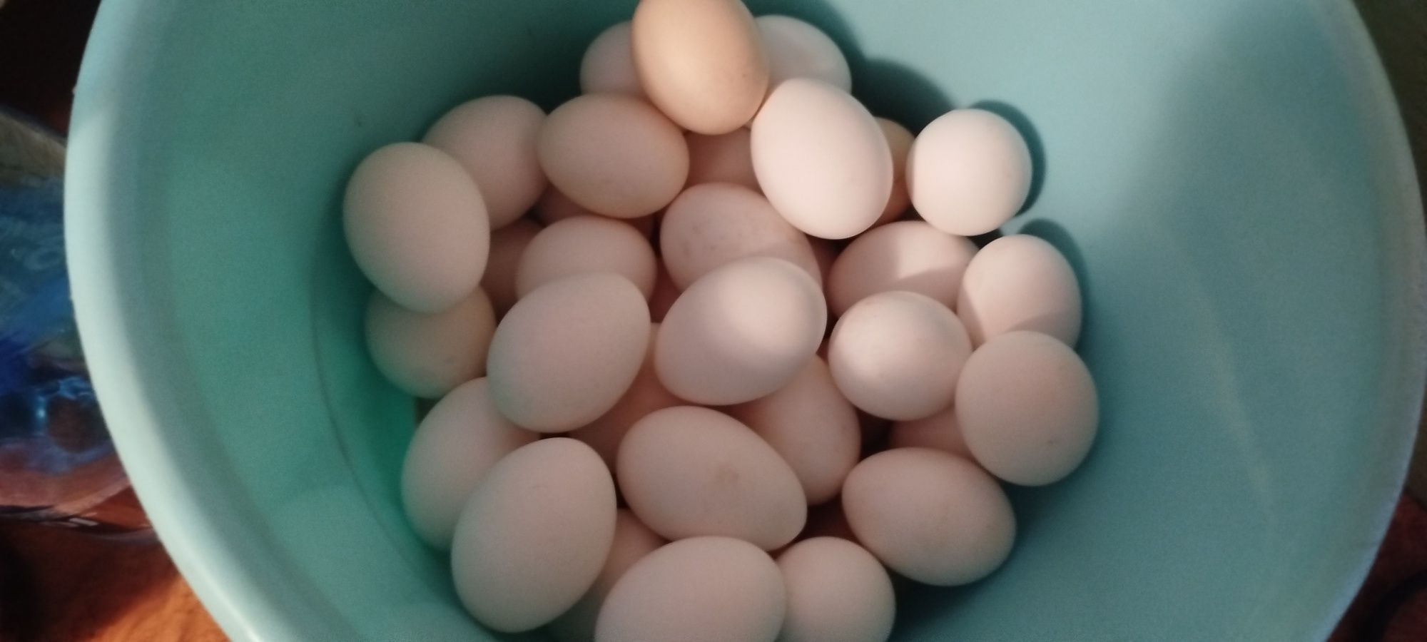 Jaja kurze rasy leghorn