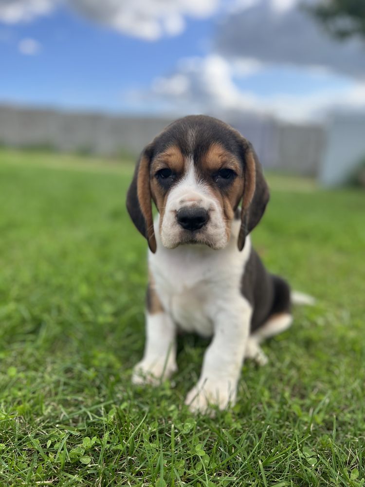 Beagle tricolor sprzedam