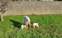 casal de cabras boer 3 mêses